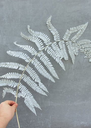 Preserved Dry Leatherleaf Fern  - White