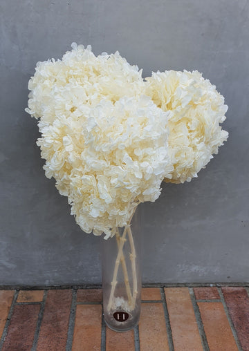 Preserved Hydrangea - White