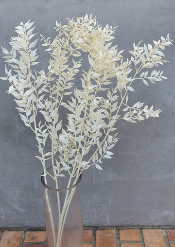 Preserved Dry Ruscus - White