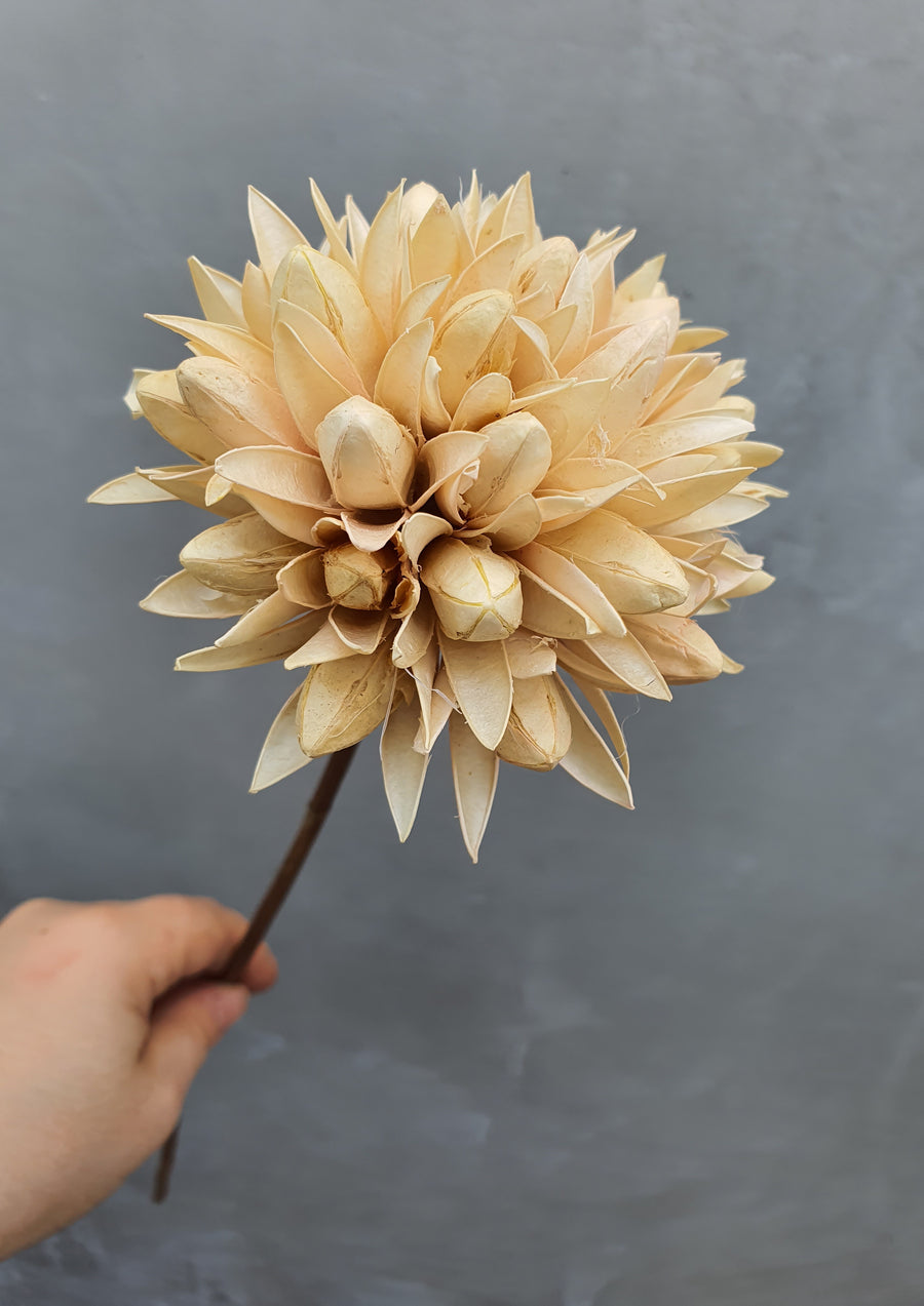 Dried Natural Magnolia Flower - off white