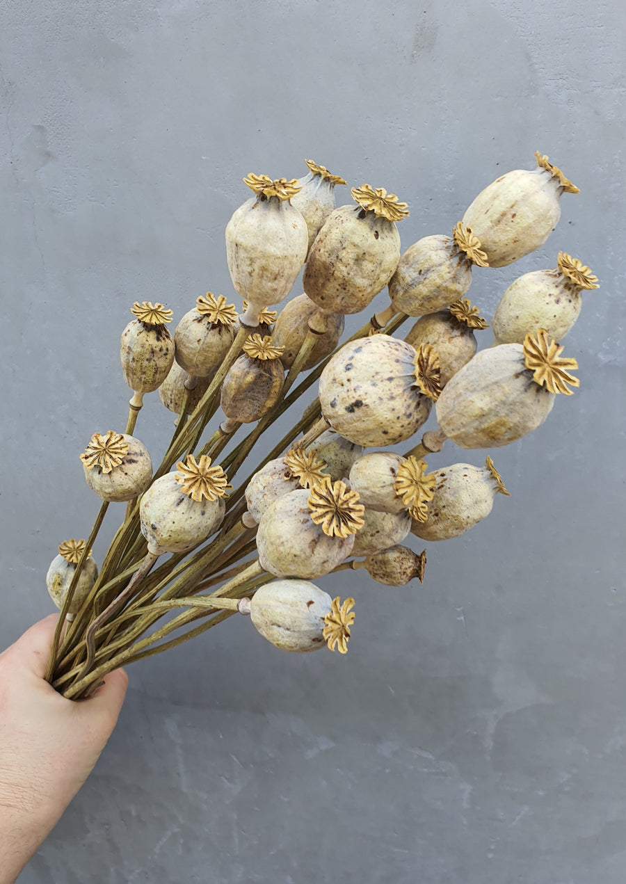 Dry Poppy pods - Natural
