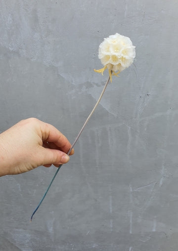 Preserved Scabiosa - White