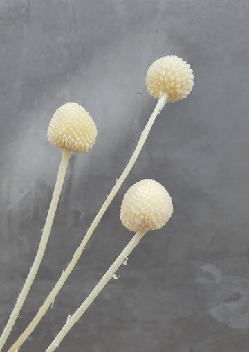 Preserved Billy Buttons - off white