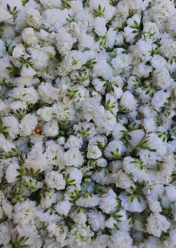 Fresh Baby's Breath Confetti