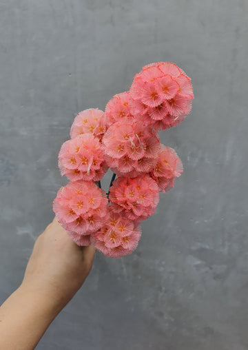 Preserved Scabiosa - Pink