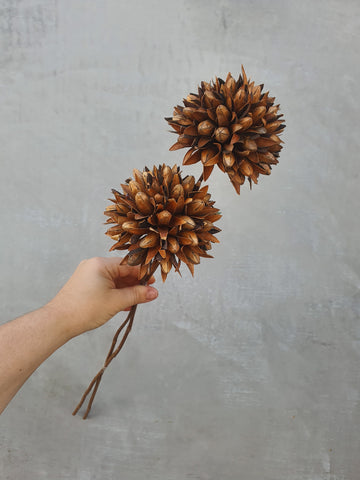 Dry Magnolia Flower - Brown