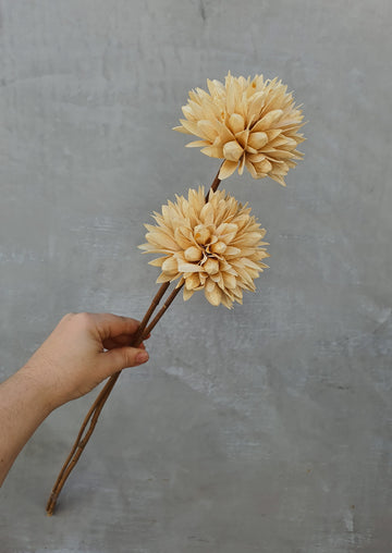 Dry Magnolia Flower - Cream