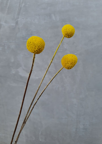 Preserved Billy Buttons - Yellow