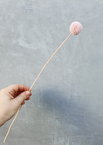 Preserved Billy Buttons - Pink