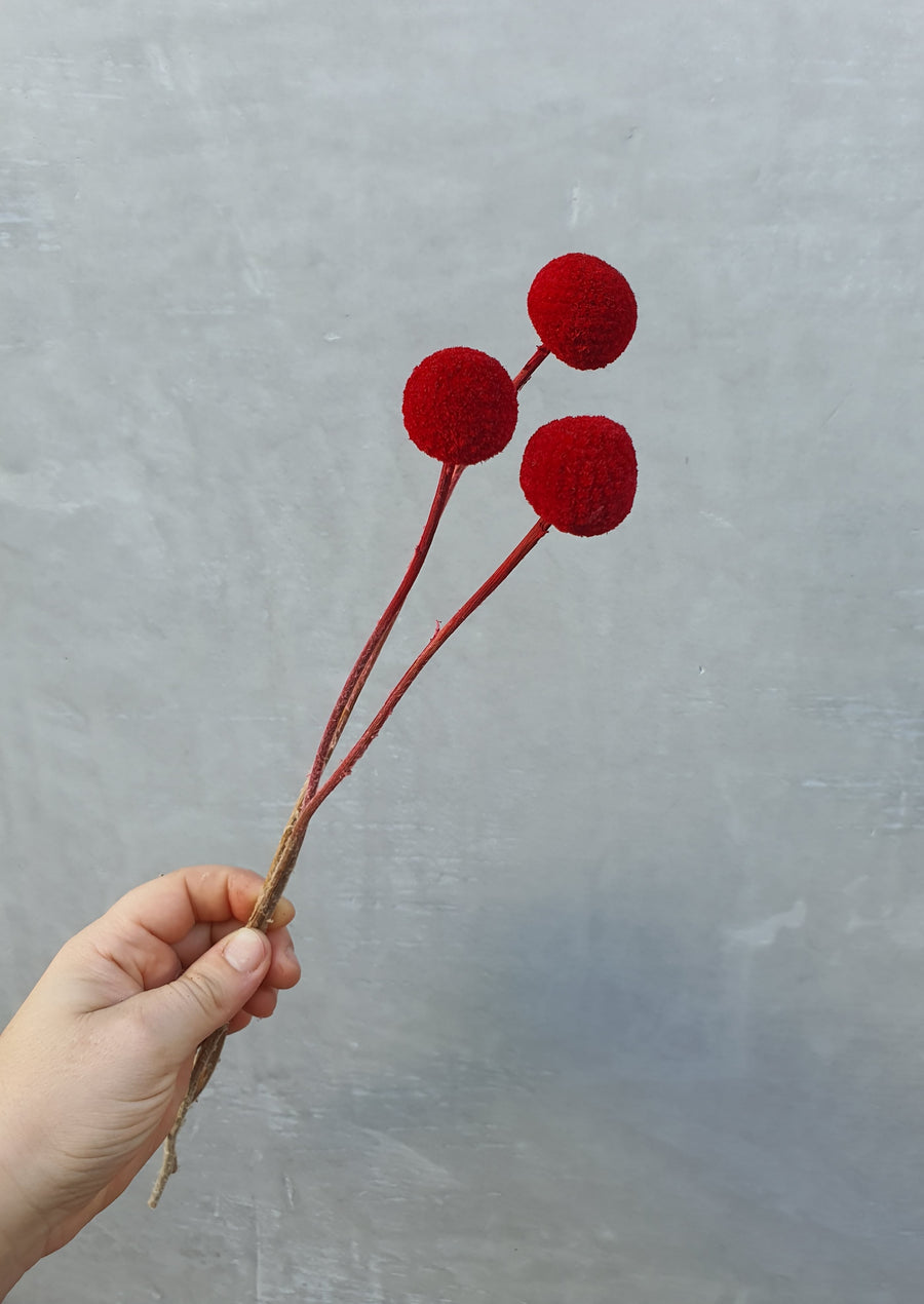 Preserved Billy Buttons - Red