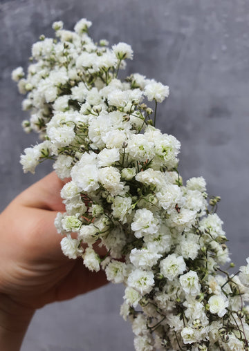 Babys Breath Flower Crown - Fresh
