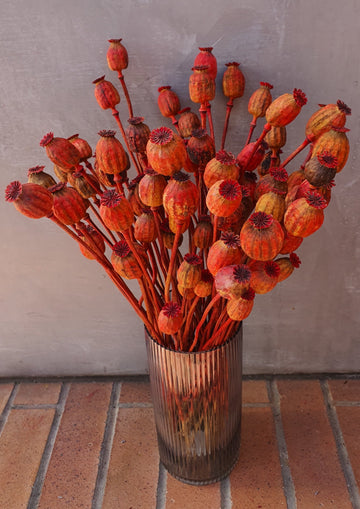 Dry Poppy pods - Red - Dyed