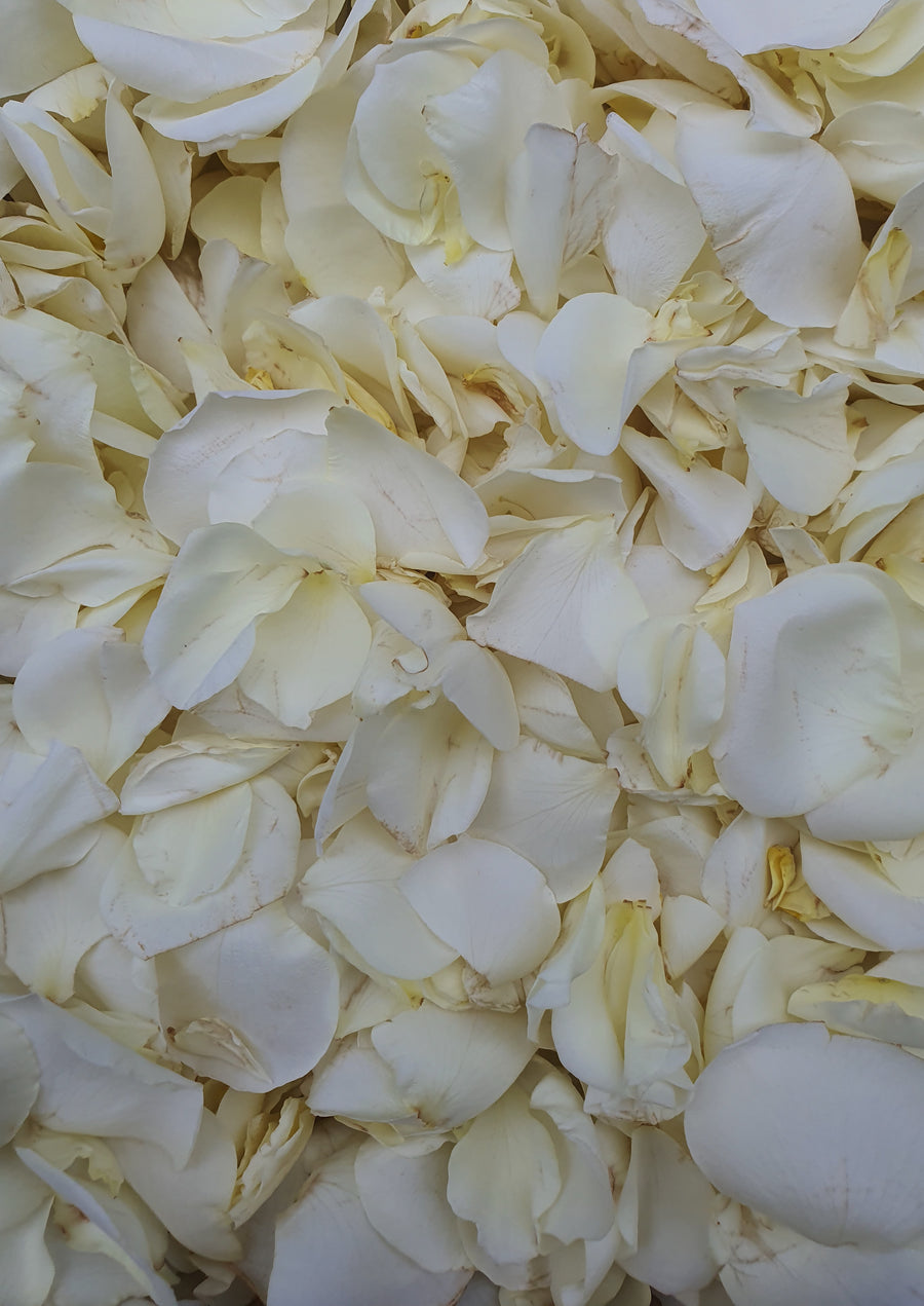 Fresh Spray Rose Petal Confetti