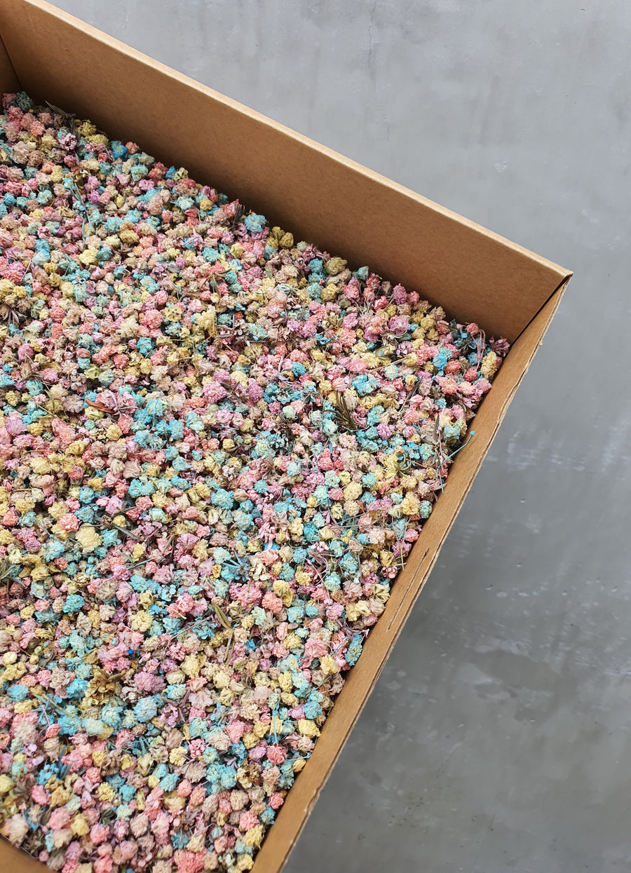 *Limited Edition* Dry Baby's Breath Confetti - Pastel Dreams