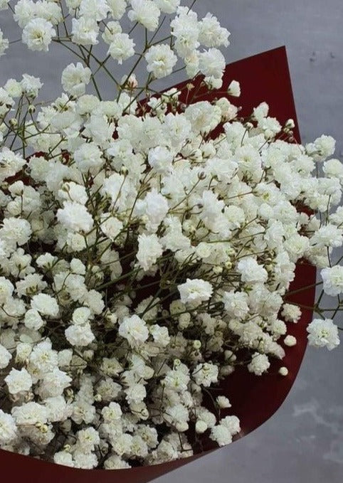 Fresh Babys Breath Bundles - White