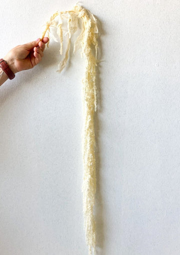 Preserved Amaranthus - Off white